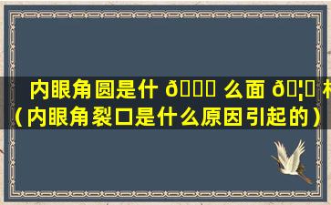 内眼角圆是什 🍀 么面 🦍 相（内眼角裂口是什么原因引起的）